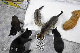 Płaczemy, ale robimy swoje