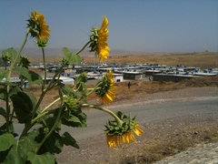 Kurdystan. Kolejny obóz, nawet słonecznikom jest gorąco...