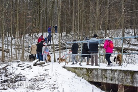 Zimowy spacer na sześć łap