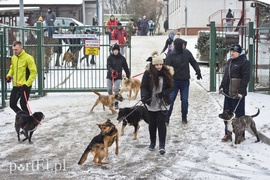 Zimowy spacer na sześć łap