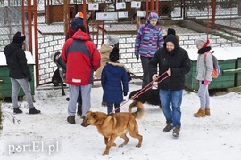 Zimowy spacer na sześć łap