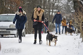Zimowy spacer na sześć łap