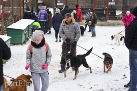 Zimowy spacer na sześć łap