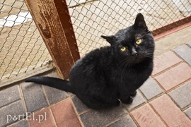 Galeria pod psem i kotem (Odc.40)