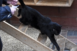 Galeria pod psem i kotem (Odc.40)