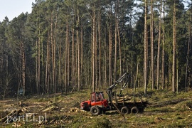 Wycinka, która budzi emocje