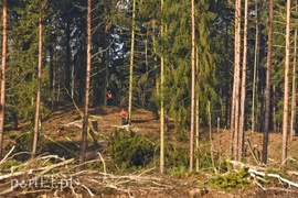 Wycinka, która budzi emocje