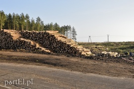 Wycinka, która budzi emocje