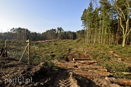 Wycinka, która budzi emocje