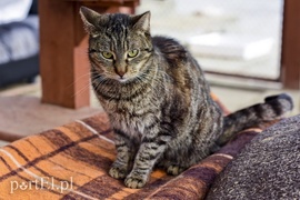 Galeria pod psem i kotem (Odc.44)