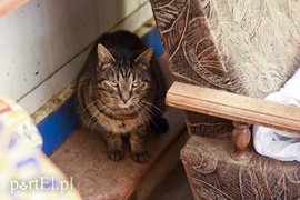 Galeria pod psem i kotem (Odc.45)