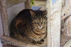 Galeria pod psem i kotem (Odc.45)