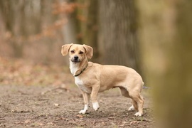 Galeria pod psem i kotem (Odc.46)