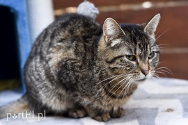 Galeria pod psem i kotem (Odc.46)