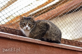 Galeria pod psem i kotem (Odc.47)