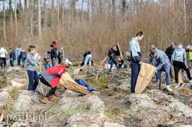 Niech się lasy pną do góry