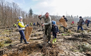 Niech się lasy pną do góry