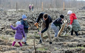 Niech się lasy pną do góry