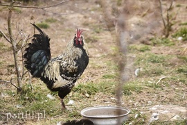 Co słychać w \"Jelonkach\" pod nowym adresem?