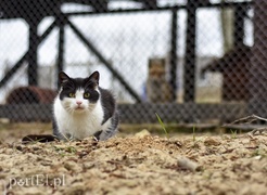 Co słychać w \"Jelonkach\" pod nowym adresem?