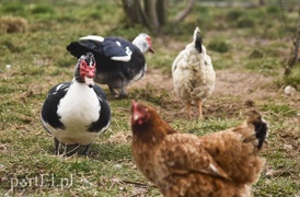 Co słychać w \"Jelonkach\" pod nowym adresem?