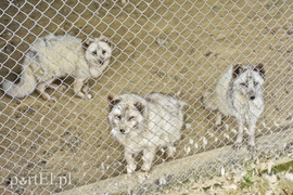 Co słychać w \"Jelonkach\" pod nowym adresem?