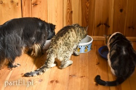 Co słychać w \"Jelonkach\" pod nowym adresem?