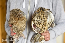 Co słychać w \"Jelonkach\" pod nowym adresem?