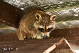 Co słychać w \"Jelonkach\" pod nowym adresem?