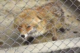 Co słychać w \"Jelonkach\" pod nowym adresem?