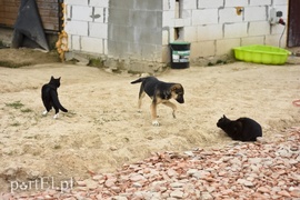 Co słychać w \"Jelonkach\" pod nowym adresem?