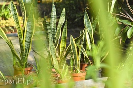 Powietrze oczyści to, co rośnie w doniczce