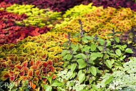 Powietrze oczyści to, co rośnie w doniczce