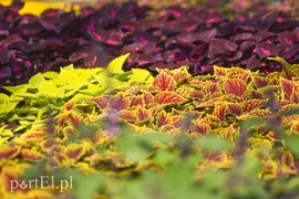 Powietrze oczyści to, co rośnie w doniczce