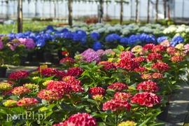 Na wiosnę odmienią twój dom i ogród