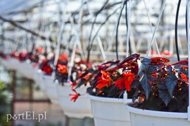 Powietrze oczyści to, co rośnie w doniczce