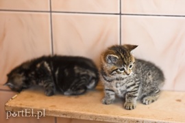 Galeria pod psem i kotem (Odc.50)