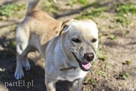 Galeria pod psem i kotem (Odc.50) Galeria pod psem i kotem (Odc.50)