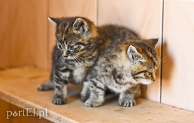 Galeria pod psem i kotem (Odc.50) Galeria pod psem i kotem (Odc.50)