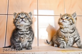 Galeria pod psem i kotem (Odc.50)