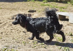 Galeria pod psem i kotem (Odc.51)