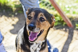 Galeria pod psem i kotem (Odc.52)