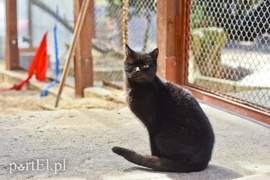 Galeria pod psem i kotem (Odc.52)