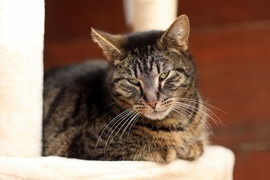 Galeria pod psem i kotem (Odc.53)