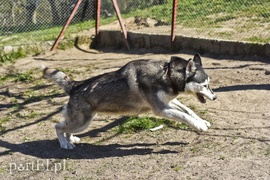 Galeria pod psem i kotem (Odc.53)