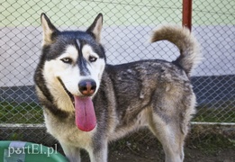 Galeria pod psem i kotem (Odc.53) Galeria pod psem i kotem (Odc.53)