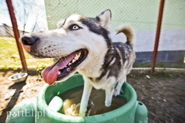 Galeria pod psem i kotem (Odc.53)