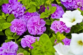 Ozdabiają, pachną i... odstraszają komary