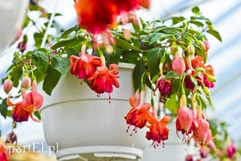 Ozdabiają, pachną i... odstraszają komary