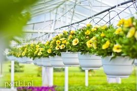 Ozdabiają, pachną i... odstraszają komary